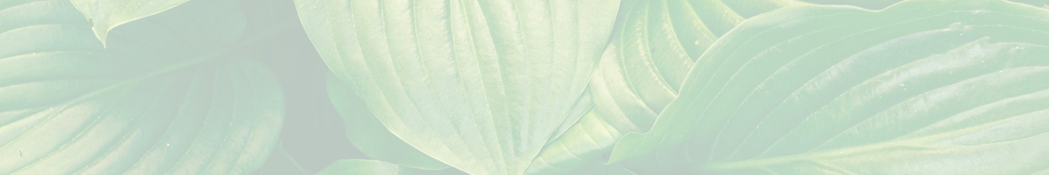 Botany Buddy decorative background